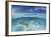 A Split Level Image of Southern Stingray (Dasyatis Americana) Swimming over a Sand Bar-Alex Mustard-Framed Photographic Print