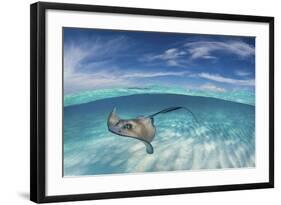 A Split Level Image of Southern Stingray (Dasyatis Americana) Swimming over a Sand Bar-Alex Mustard-Framed Photographic Print