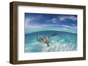 A Split Level Image of Southern Stingray (Dasyatis Americana) Swimming over a Sand Bar-Alex Mustard-Framed Photographic Print