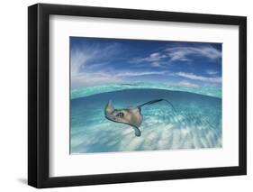 A Split Level Image of Southern Stingray (Dasyatis Americana) Swimming over a Sand Bar-Alex Mustard-Framed Photographic Print