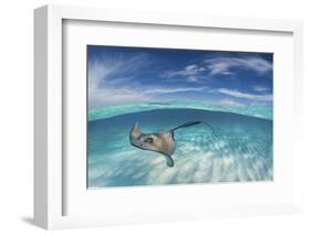 A Split Level Image of Southern Stingray (Dasyatis Americana) Swimming over a Sand Bar-Alex Mustard-Framed Photographic Print