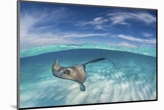 A Split Level Image of Southern Stingray (Dasyatis Americana) Swimming over a Sand Bar-Alex Mustard-Mounted Photographic Print