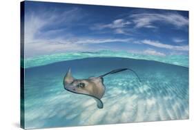 A Split Level Image of Southern Stingray (Dasyatis Americana) Swimming over a Sand Bar-Alex Mustard-Stretched Canvas