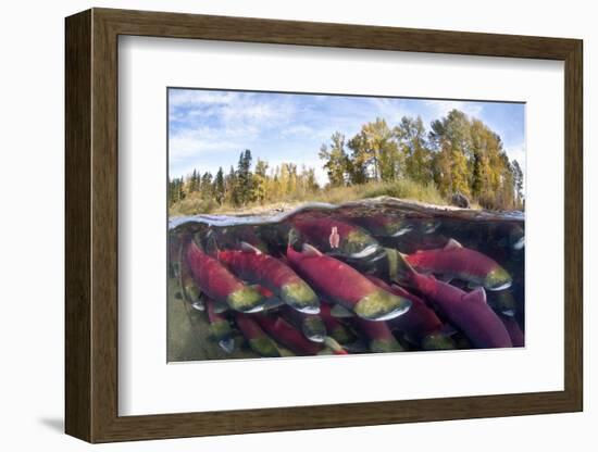 A Split Level Photo Of Group Of Sockeye Salmon (Oncorhynchus Nerka) Fighting Their Way Upstream-Alex Mustard-Framed Photographic Print