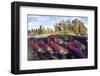 A Split Level Photo Of Group Of Sockeye Salmon (Oncorhynchus Nerka) Fighting Their Way Upstream-Alex Mustard-Framed Photographic Print