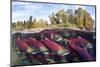 A Split Level Photo Of Group Of Sockeye Salmon (Oncorhynchus Nerka) Fighting Their Way Upstream-Alex Mustard-Mounted Photographic Print