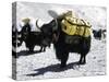 A Sponsered Yak, Nepal-Michael Brown-Stretched Canvas