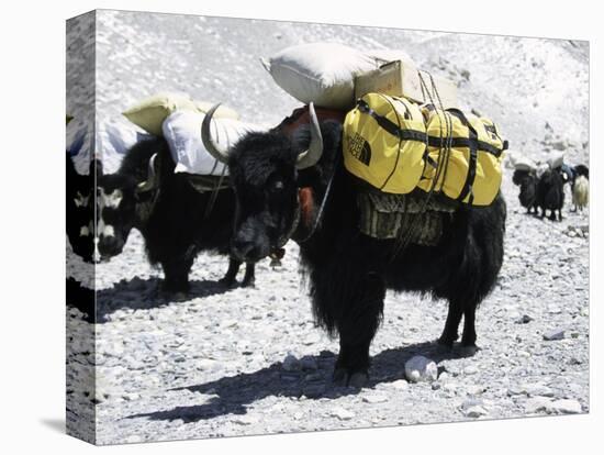 A Sponsered Yak, Nepal-Michael Brown-Stretched Canvas