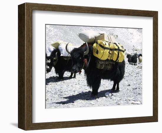 A Sponsered Yak, Nepal-Michael Brown-Framed Photographic Print