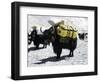 A Sponsered Yak, Nepal-Michael Brown-Framed Photographic Print