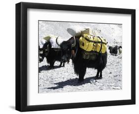 A Sponsered Yak, Nepal-Michael Brown-Framed Photographic Print