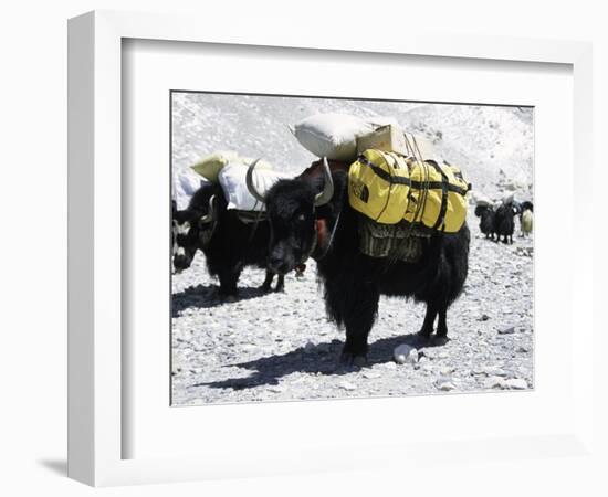 A Sponsered Yak, Nepal-Michael Brown-Framed Photographic Print