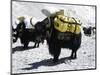 A Sponsered Yak, Nepal-Michael Brown-Mounted Photographic Print