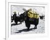 A Sponsered Yak, Nepal-Michael Brown-Framed Photographic Print