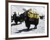 A Sponsered Yak, Nepal-Michael Brown-Framed Photographic Print