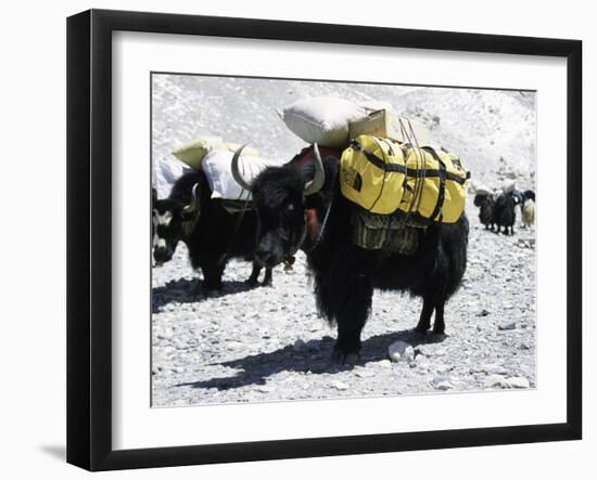 A Sponsered Yak, Nepal-Michael Brown-Framed Photographic Print