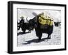 A Sponsered Yak, Nepal-Michael Brown-Framed Photographic Print