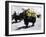 A Sponsered Yak, Nepal-Michael Brown-Framed Photographic Print