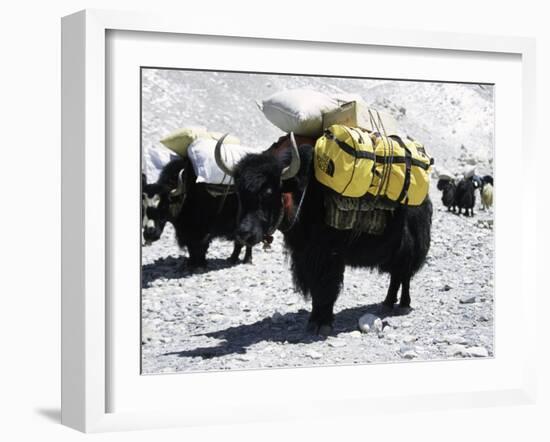 A Sponsered Yak, Nepal-Michael Brown-Framed Photographic Print