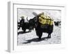 A Sponsered Yak, Nepal-Michael Brown-Framed Photographic Print