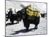 A Sponsered Yak, Nepal-Michael Brown-Mounted Photographic Print