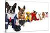 A Spoof On Business Images But With Dogs-graphicphoto-Stretched Canvas