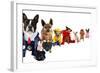 A Spoof On Business Images But With Dogs-graphicphoto-Framed Photographic Print