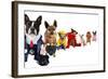 A Spoof On Business Images But With Dogs-graphicphoto-Framed Photographic Print