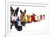 A Spoof On Business Images But With Dogs-graphicphoto-Framed Photographic Print