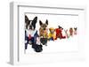 A Spoof On Business Images But With Dogs-graphicphoto-Framed Photographic Print