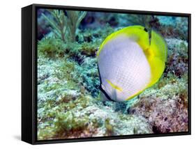 A Spotfin Butterflyfish Feeding Off the Coral Reef, Key Largo, Florida-Stocktrek Images-Framed Stretched Canvas