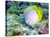 A Spotfin Butterflyfish Feeding Off the Coral Reef, Key Largo, Florida-Stocktrek Images-Stretched Canvas