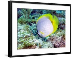 A Spotfin Butterflyfish Feeding Off the Coral Reef, Key Largo, Florida-Stocktrek Images-Framed Photographic Print