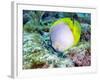 A Spotfin Butterflyfish Feeding Off the Coral Reef, Key Largo, Florida-Stocktrek Images-Framed Photographic Print