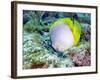 A Spotfin Butterflyfish Feeding Off the Coral Reef, Key Largo, Florida-Stocktrek Images-Framed Photographic Print