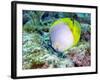 A Spotfin Butterflyfish Feeding Off the Coral Reef, Key Largo, Florida-Stocktrek Images-Framed Photographic Print