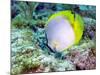 A Spotfin Butterflyfish Feeding Off the Coral Reef, Key Largo, Florida-Stocktrek Images-Mounted Photographic Print