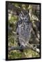 A spotted eagle-owl (Bubo africanus) perching on a tree, Botswana, Africa-Sergio Pitamitz-Framed Premium Photographic Print