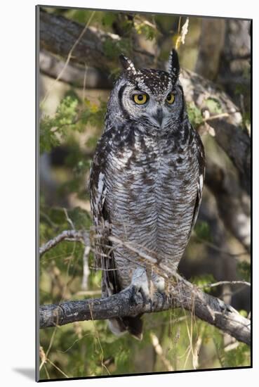 A spotted eagle-owl (Bubo africanus) perching on a tree, Botswana, Africa-Sergio Pitamitz-Mounted Photographic Print