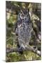 A spotted eagle-owl (Bubo africanus) perching on a tree, Botswana, Africa-Sergio Pitamitz-Mounted Photographic Print