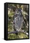 A spotted eagle-owl (Bubo africanus) perching on a tree, Botswana, Africa-Sergio Pitamitz-Framed Stretched Canvas