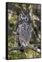 A spotted eagle-owl (Bubo africanus) perching on a tree, Botswana, Africa-Sergio Pitamitz-Framed Stretched Canvas