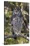A spotted eagle-owl (Bubo africanus) perching on a tree, Botswana, Africa-Sergio Pitamitz-Stretched Canvas