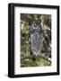 A spotted eagle-owl (Bubo africanus) perching on a tree, Botswana, Africa-Sergio Pitamitz-Framed Photographic Print