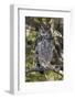 A spotted eagle-owl (Bubo africanus) perching on a tree, Botswana, Africa-Sergio Pitamitz-Framed Photographic Print