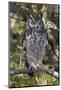 A spotted eagle-owl (Bubo africanus) perching on a tree, Botswana, Africa-Sergio Pitamitz-Mounted Photographic Print