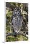 A spotted eagle-owl (Bubo africanus) perching on a tree, Botswana, Africa-Sergio Pitamitz-Framed Photographic Print