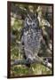 A spotted eagle-owl (Bubo africanus) perching on a tree, Botswana, Africa-Sergio Pitamitz-Framed Photographic Print