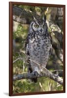 A spotted eagle-owl (Bubo africanus) perching on a tree, Botswana, Africa-Sergio Pitamitz-Framed Photographic Print