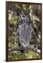 A spotted eagle-owl (Bubo africanus) perching on a tree, Botswana, Africa-Sergio Pitamitz-Framed Photographic Print